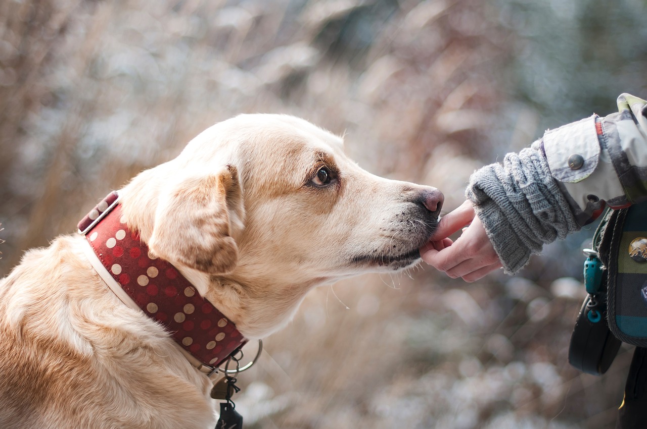 甘えん坊な犬を上手に躾ける方法：褒めることの重要性